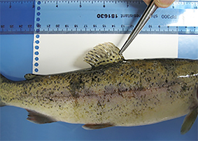 farmed fish fin being measured